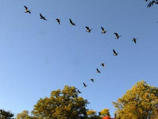 Wild Geese Photo